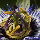 Passiflora caerulea